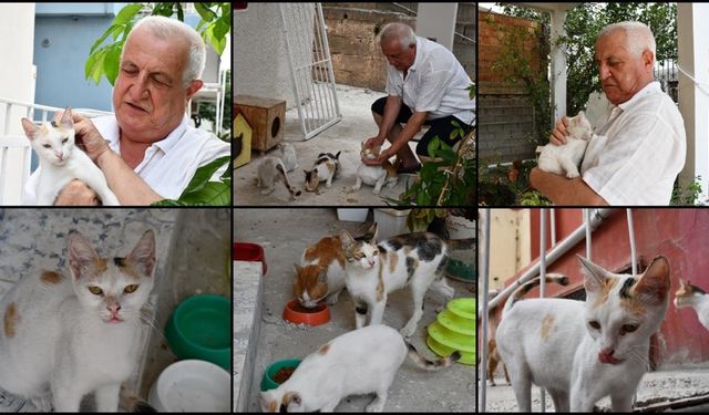 Kalbini açtığı 8 kediye evinin bahçesine koyduğu kulübelerde bakıyor