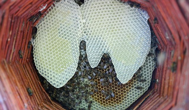 Karakovan bal üreticileri hasada yüksek verimle başladı