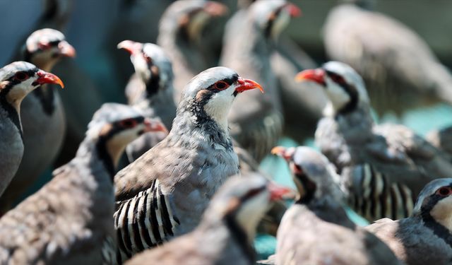 Konya'daki tesiste 7 yılda 100 bin civarında keklik üretildi