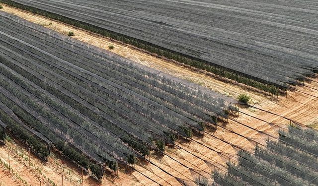 Meyve ağaçlarını "stresten uzak tutmak için" aşırı sıcaktan ve susuzluktan koruyun uyarısı