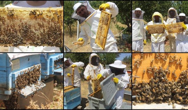 Sıcak hava nedeniyle erken hasat edilen tescilli bal, verimiyle üreticiyi mutlu etti