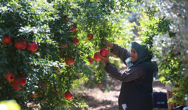 Antalya nar üretiminde ve ihracatında ilk sırada