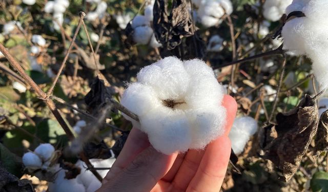 Antalya'nın pamuğu kalitesiyle öne çıkıyor