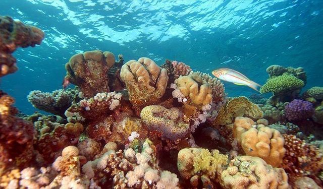 Denizlerin 'yağmur ormanları' mercan resifleri iklim krizinin gölgesinde yok oluyor