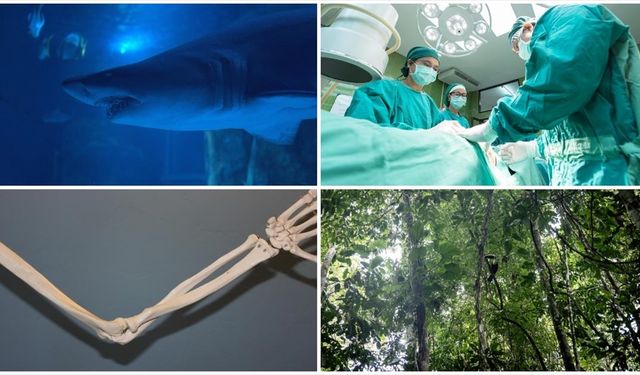 Domuz karaciğeri naklinden yeni köpekbalığı türü keşfine ekimin bilimsel gelişmeleri