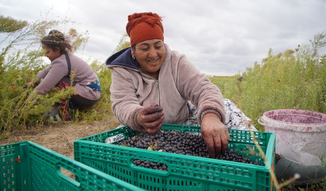 Edirne'de aronya hasadına başlandı