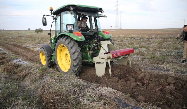 'Efsane renk' Edirne kırmızısının elde edildiği kök boya bitkisinin hasadına başlandı