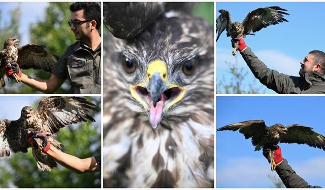 Elektrik akımına kapılarak felç geçiren kızıl şahin uzman ellerde iyileşti