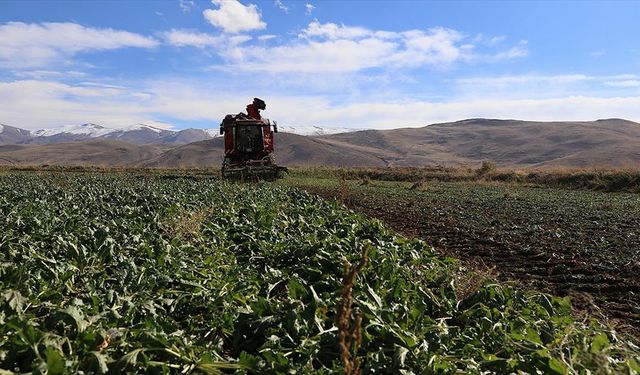 Erzurum'da şeker pancarının ekim alanı yaklaşık yüzde 40 arttı