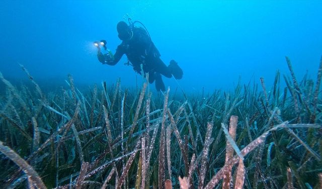 Göcek'te ekilen 10 bin deniz çayırının yüzde 70'i hayatta kaldı