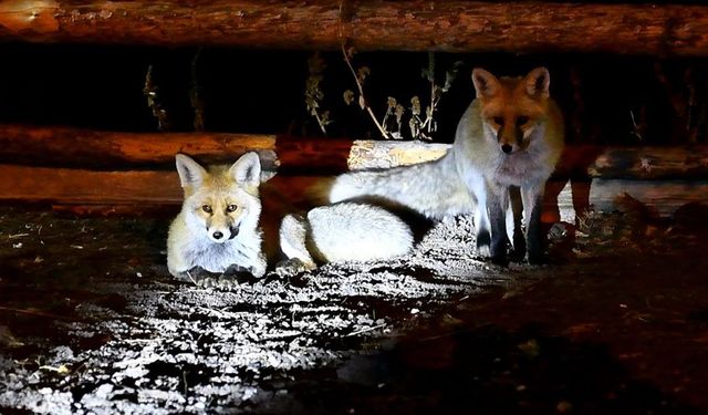 Havaların soğuduğu Kars'ta bozayılar ve kızıl tilkiler ilçe merkezine indi