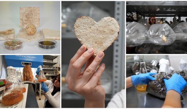 İzmir'de mantar ve organik atıklardan çevreci yalıtım malzemesi geliştirildi