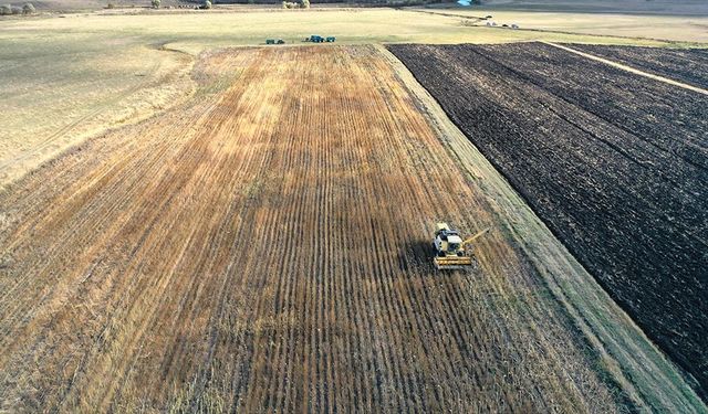 Kars'ta devlet desteğiyle ekilen yağlık ayçiçeği üreticisini sevindirdi