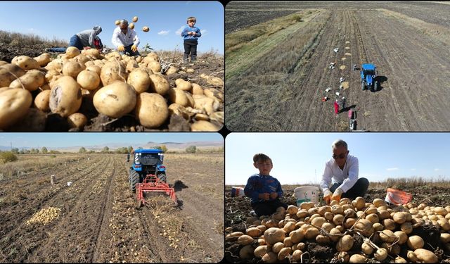 Kars'ta hava erken soğuduğu için toprak donmadan patatesler el birliğiyle hasat ediliyor