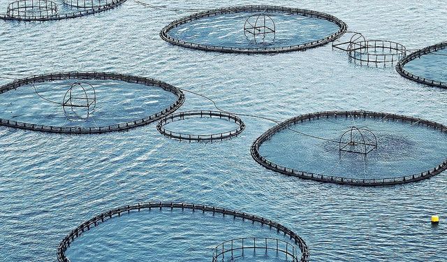 Muğla'dan 9 ayda 545 milyon dolarlık balık ihracatı yapıldı