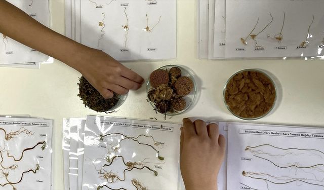 Öğrenciler kara yosunu ve çınar kozalağından gübre üretti