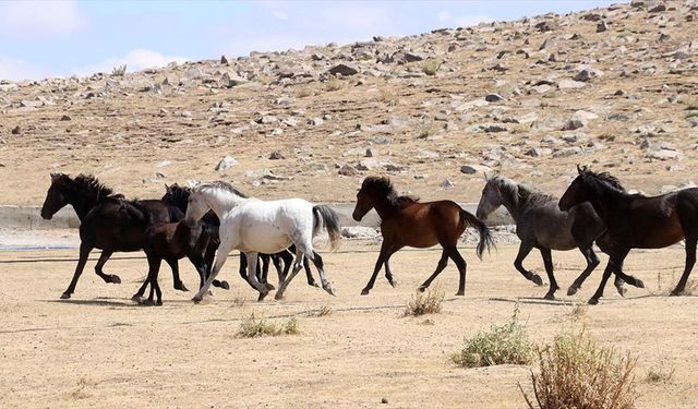 Özgürlüğün simgesi yılkı atları Erciyes'te dörtnala koşuyor