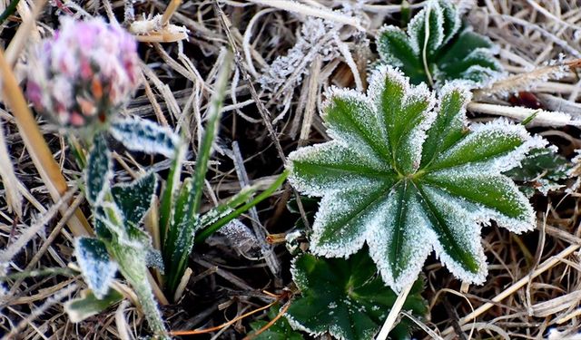 Sarıkamış'ta araç camları ve bitkiler kırağı tuttu