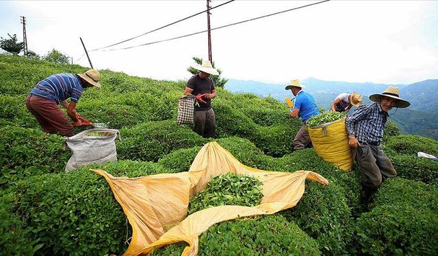 Türk çayı ihracatı 9 ayda 22 milyon doları aştı