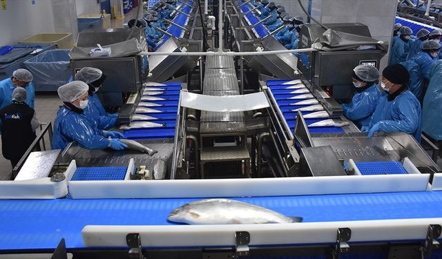 Türk somonu ihracatı yılın 9 ayında 369 milyon dolara yaklaştı