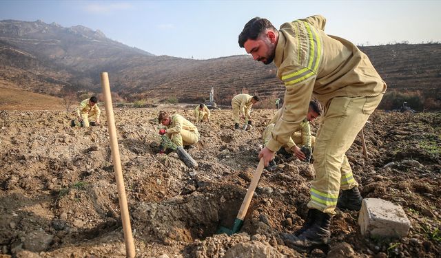 Bursa'da 3 milyon 250 bin fidan toprakla buluşacak