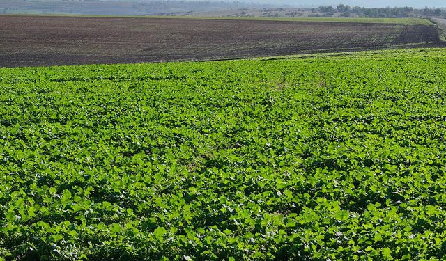 Edirne'de son dönemdeki yağışlar kanola üreticisini sevindirdi