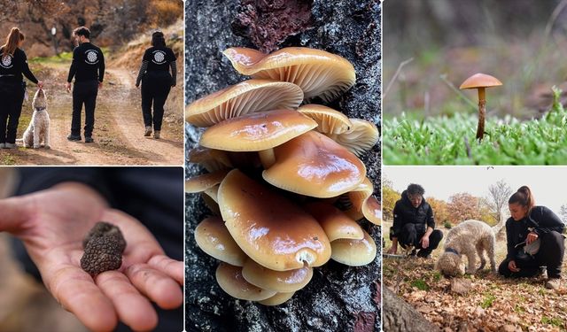 Nallıhan'da tespit edilen 120 tür mantar yapay zekayla sınıflandırılıyor