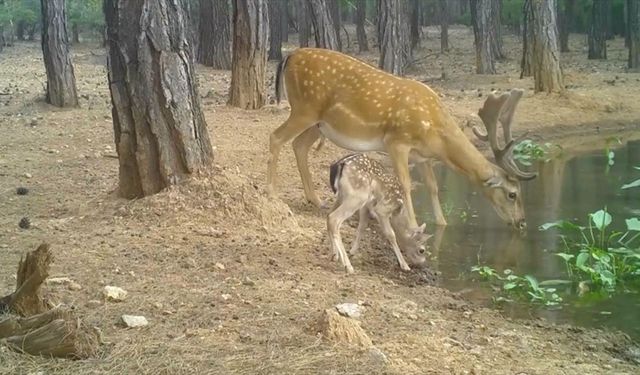 Nesli tehdit altındaki alageyik ve yavruları, su içerken fotokapanla görüntülendi