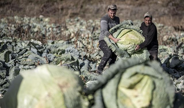 Pasinler Ovası'nda 'ata tohumlarla' üretilen lahanalar üreticinin yüzünü güldürdü