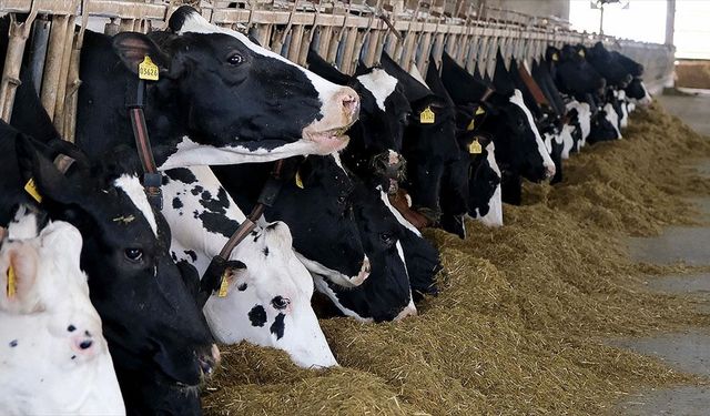 Türkiye'de et ve süt üretiminde arz sıkıntısı beklenmiyor