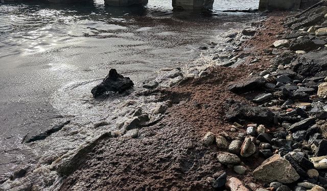 Tekirdağ'da poyraz nedeniyle sahilin bir kısmında kırmızı yosun birikti