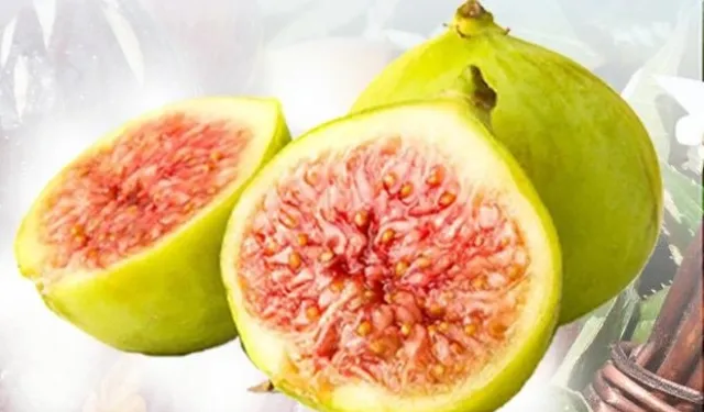 Balıkesir Büyükşehir'den incir fidanı desteği