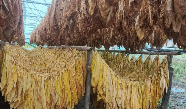 Bilecik Pazaryeri'nde tarımda yeni hamle... Tütün ve İpekböcekçiliği için ilk adım