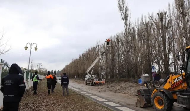 Ekolojik ömrünü tamamlayan kavaklar yerini çınarlara bırakıyor