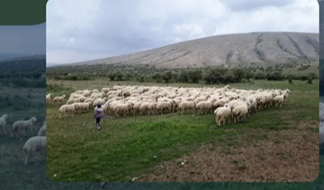 Kırsalda Bereket Projesi hazırlığı... 150 bin küçükbaş dağıtılacak