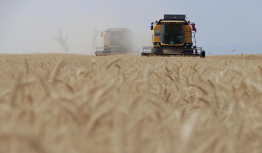 Buğday rekoltesinin bu yıl 19 milyon ton civarında olması bekleniyor