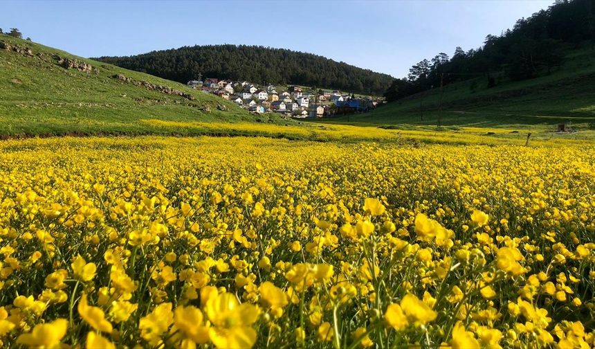 Eğriçimen Yaylası sarı papatyalarla renklendi