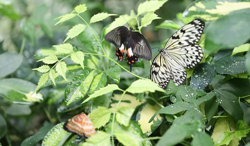 Gaziantep Doğal Yaşam Parkı artık daha "renkli"