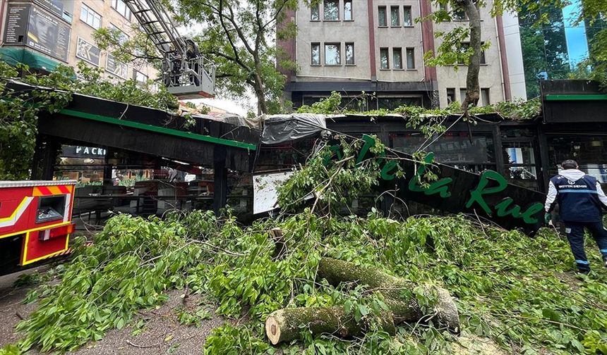Kocaeli'de şiddetli rüzgarda devrilen çınar ağacı kafede hasara yol açtı