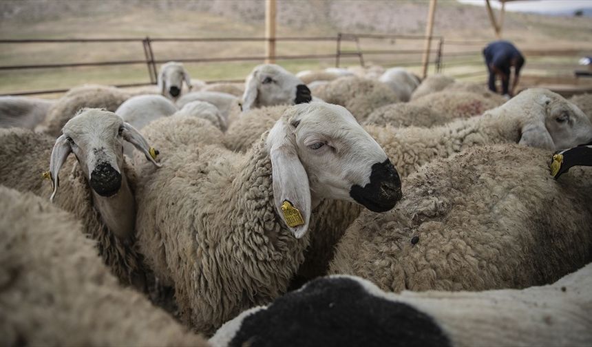 Kurban Bayramı öncesi hastalık ve kesimlere ilişkin tedbirler alındı