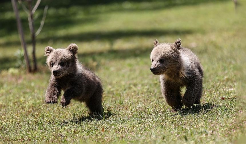 Mağarada bulunan yavru bozayılar "Fred" ve "Barney" Mersin'de özenle büyütülüyor