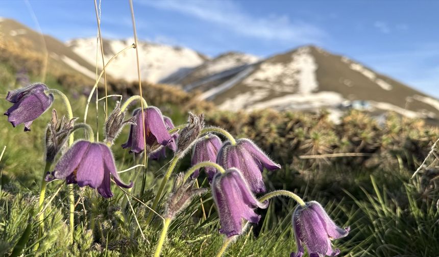 Palandöken Dağı eteklerinde açan mor ters laleler bölgeye renk kattı