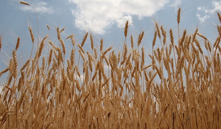 TMO, buğday ve arpa alımlarına 12 Mayıs'ta başlayacak