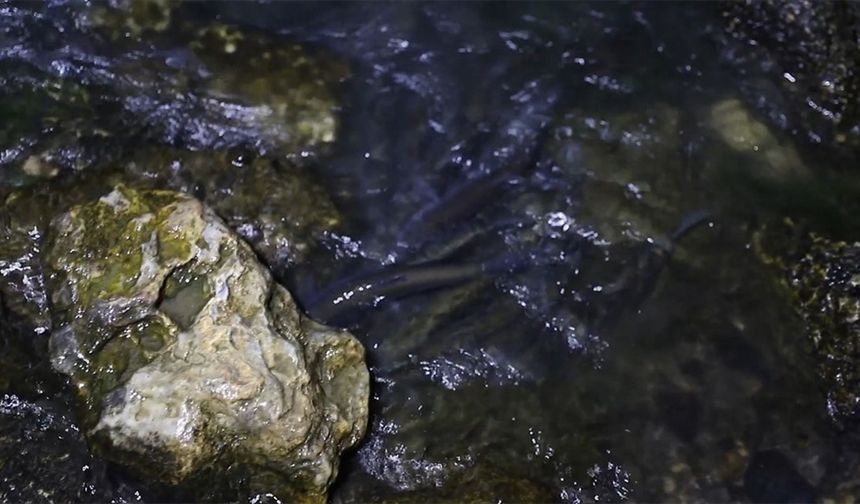 Van'da inci kefalinin tatlı sulara yolculuğu devam ediyor