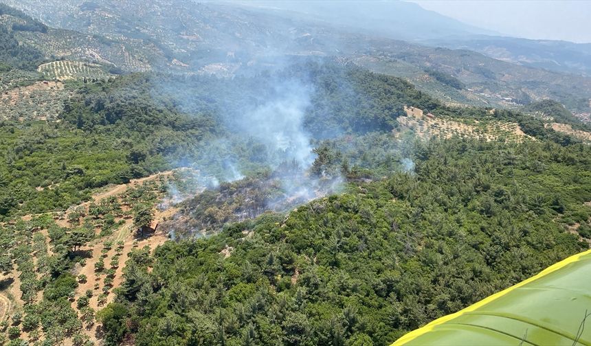Aydın'ın Germencik ilçesinde ormanlık alanda yangın çıktı