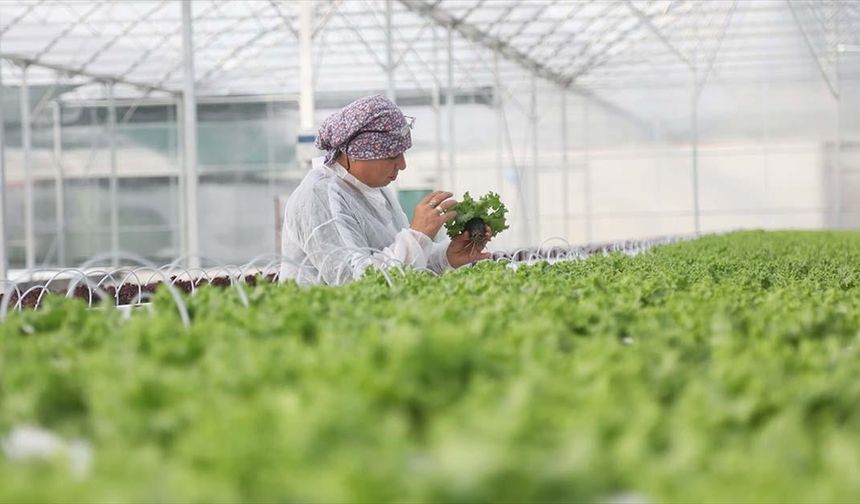 Bakan Yumaklı, Bafra ve Çaycuma Sera OTB'lerinde üretime başlandığını bildirdi