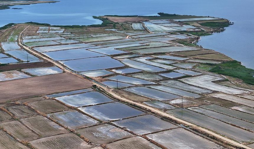 Edirne'de çeltik ekim alanı 450 bin dekara ulaştı