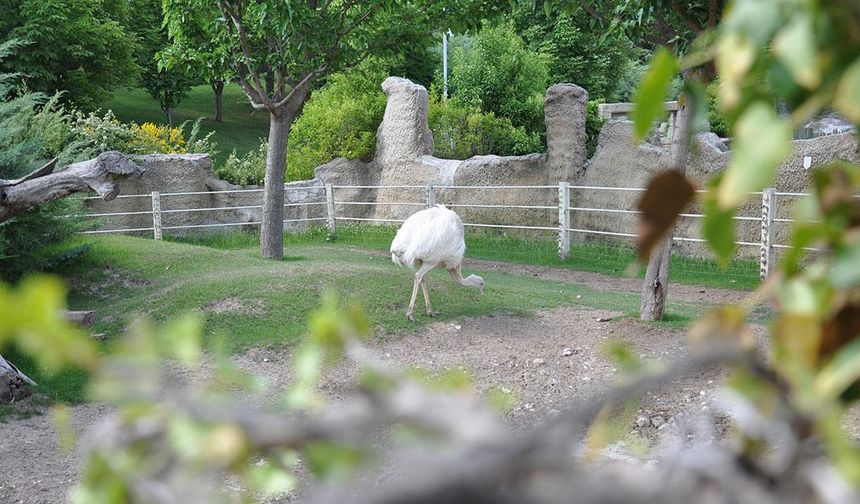 Eskişehir Hayvanat Bahçesi'nin albino sakinleri özel bakımla korunuyor
