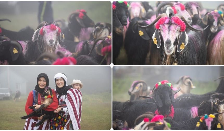 Sakarya'da besiciler rengarenk süsledikleri hayvanlarıyla yaylaya göç etti