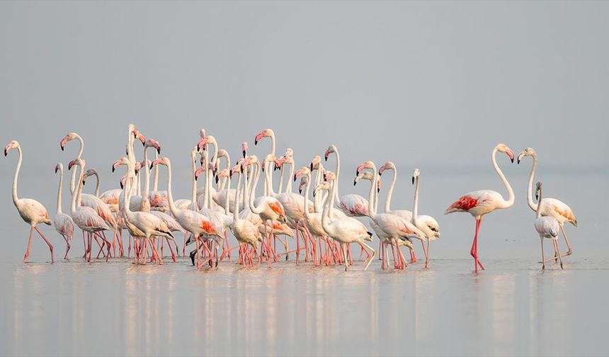 Adana'daki Akyatan Lagünü flamingolarla renklendi
